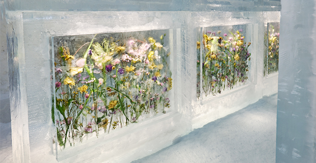 Utöver konsten av is och blommor har duon även skapat ett soundtrack med ljudspel i form av surrande bin, vinande vind och fiolspel.